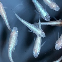 メダカ　白ラメ幹之　10匹の画像