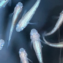 メダカ　白ラメ幹之　10匹の画像