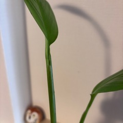 ヤマサキカズラの画像