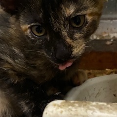 サビちゃんの里親さん募集⭐️
