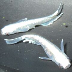 更に値下げしました！ メダカ「エメキン」成魚 ③の画像