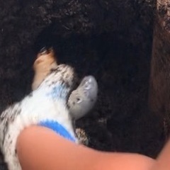 カブトムシ幼虫の画像