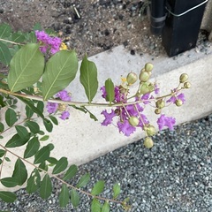 百日紅鉢植えの画像