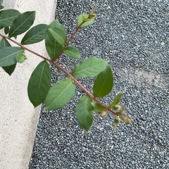 百日紅鉢植えの画像