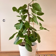 フィカス　アルテシマ　(ゴムの木)の画像