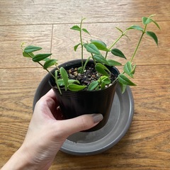 ホヤベラ　苗の画像