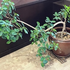観葉植物の画像