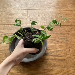ホヤベラ　苗の画像