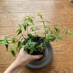 ホヤベラ　苗の画像