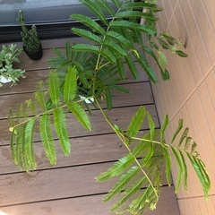 大型エバーフレッシュ② 観葉植物16の画像