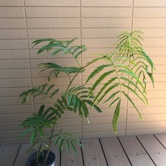 大型エバーフレッシュ② 観葉植物16の画像
