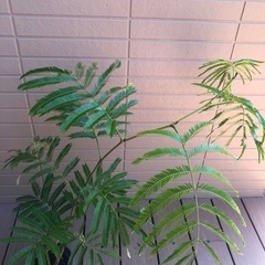 大型エバーフレッシュ② 観葉植物16の画像