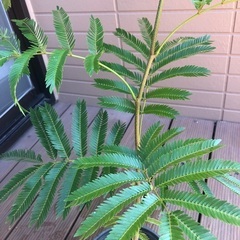 大型エバーフレッシュ② 観葉植物16の画像