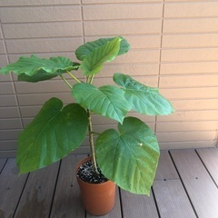 ウンベラータ② 観葉植物17の画像