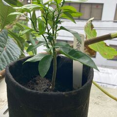 不織布の鉢入り　夏みかんの苗　実生苗　二年生　seedling Citrus natsudaidai w/nonwoven fabric potの画像