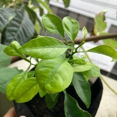 不織布の鉢入り　夏みかんの苗　実生苗　二年生　seedling Citrus natsudaidai w/nonwoven fabric potの画像