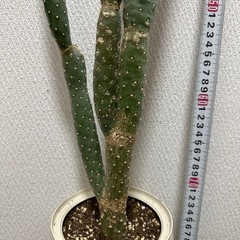 《急募》サボテスミエボシの画像