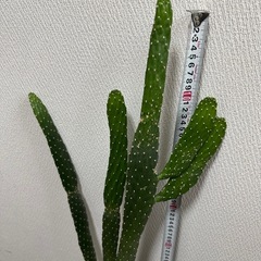 《急募》サボテスミエボシの画像