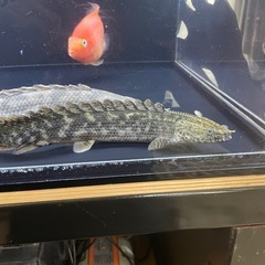 熱帯魚　ラプラディタイガー　エンドリケリーの画像