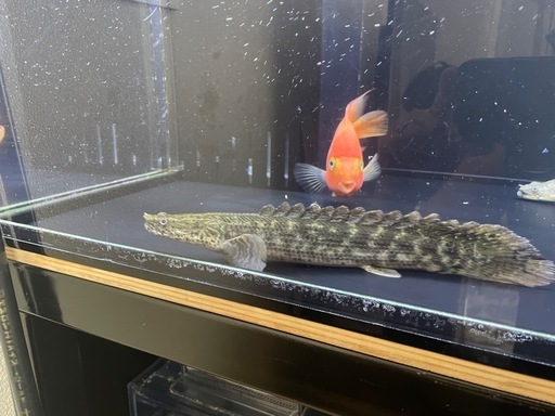 最終価格　ラプラディタイガー　エンドリケリー