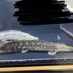 熱帯魚　ラプラディタイガー　エンドリケリーの画像