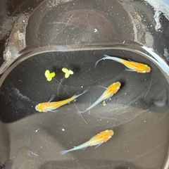 凛華紅白メダカ
の画像