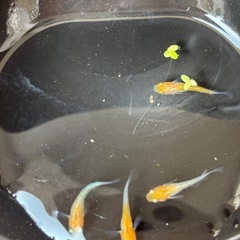 凛華紅白メダカ
の画像