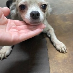 チワワ　シナモンちゃん