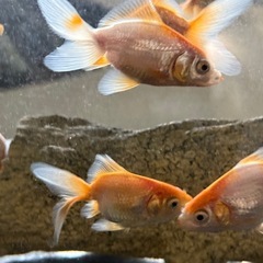 自家産金魚3匹まで無料‼️それ以上は1匹100円　5匹以上で、10匹まで。の画像