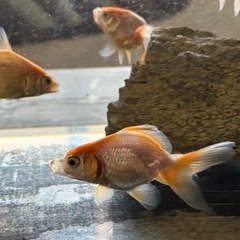 自家産金魚3匹まで無料‼️それ以上は1匹100円　5匹以上で、10匹まで。の画像