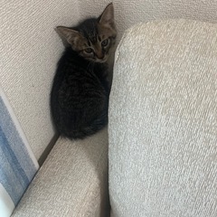 子猫を保護しました。