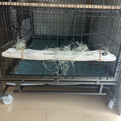 流木　アクアリウム　インテリア　エアープランツ　爬虫類　奇蟲の画像