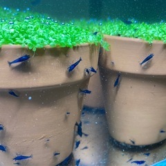【まだあります】ADA キューバパールグラス 水草POT🍀の画像