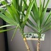 ランキングキーワードに紐づく投稿画像-観葉植物