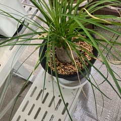 観葉植物　ノリナ　ポニーテール
の画像