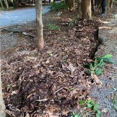 糸状菌がたっぷりついた落ち葉や枯れ枝、腐葉土 菌ちゃん農法の画像