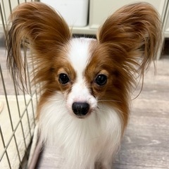 とにかく甘えん坊なかまってちゃん！