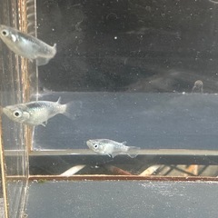 メダカ 鯖の極み 1ペア＋メス2匹の画像