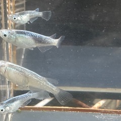 メダカ 鯖の極み 1ペア＋メス2匹の画像