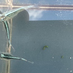 メダカ 鯖の極み 1ペア＋メス2匹の画像