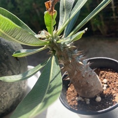 観葉植物　パキポディウム　伊藤ハイブリッド の画像