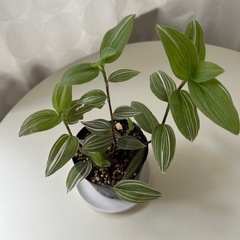 観葉植物　トラディスカンティア   ラベンダーの画像