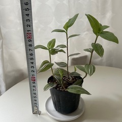 観葉植物　トラディスカンティア   ラベンダーの画像