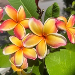 プルメリア ペナンピーチ 接木苗の画像