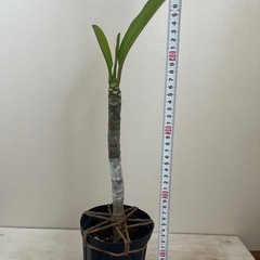 プルメリア ペナンピーチ 接木苗の画像