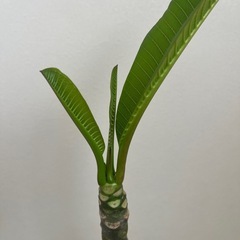 プルメリア ペナンピーチ 接木苗の画像