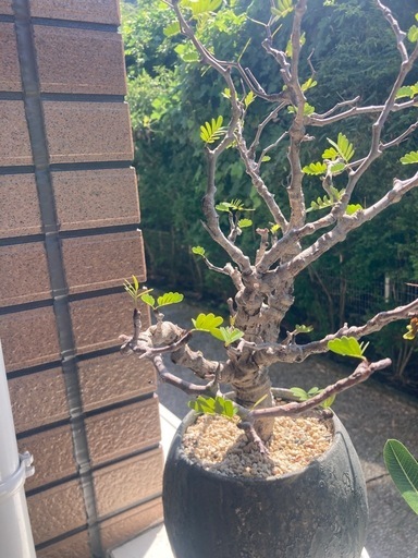 観葉植物　塊根植物　センナメリディオナリス　発根済み