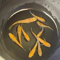 受付中🔴紅白ラメ×和墨   選別外 若魚～成魚10匹 ラメめだかの画像