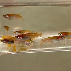 受付中🔴紅白ラメ×和墨   選別外 若魚～成魚10匹 ラメめだかの画像