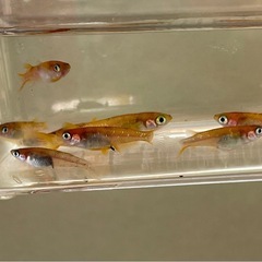 受付中🔴紅白ラメ×和墨   選別外 若魚～成魚10匹 ラメめだかの画像